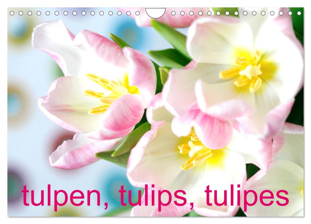 Cover: 9783383126345 | Tulpen, Tulips, Tulipes (Wandkalender 2024 DIN A4 quer), CALVENDO...