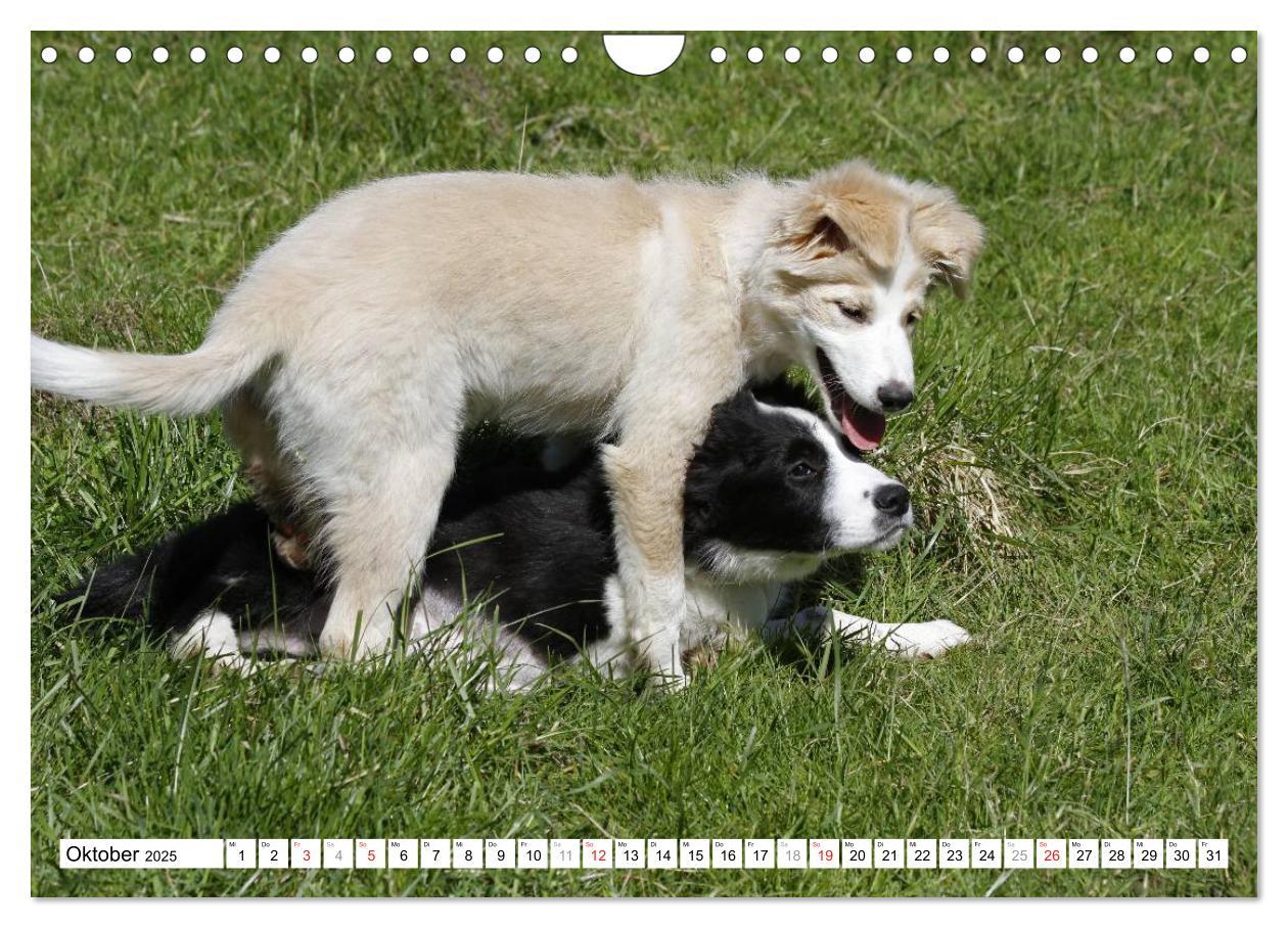 Bild: 9783435834037 | Border Collie Welpen (Wandkalender 2025 DIN A4 quer), CALVENDO...