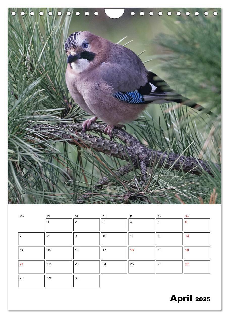 Bild: 9783457024195 | Bezaubernde Vögel im heimischen Garten (Wandkalender 2025 DIN A4...