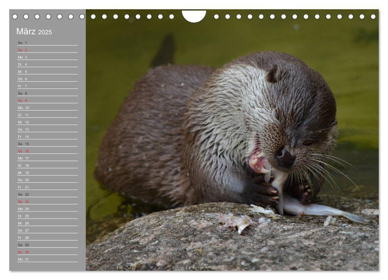 Bild: 9783435549931 | Otter. Frech, laut und clever (Wandkalender 2025 DIN A4 quer),...