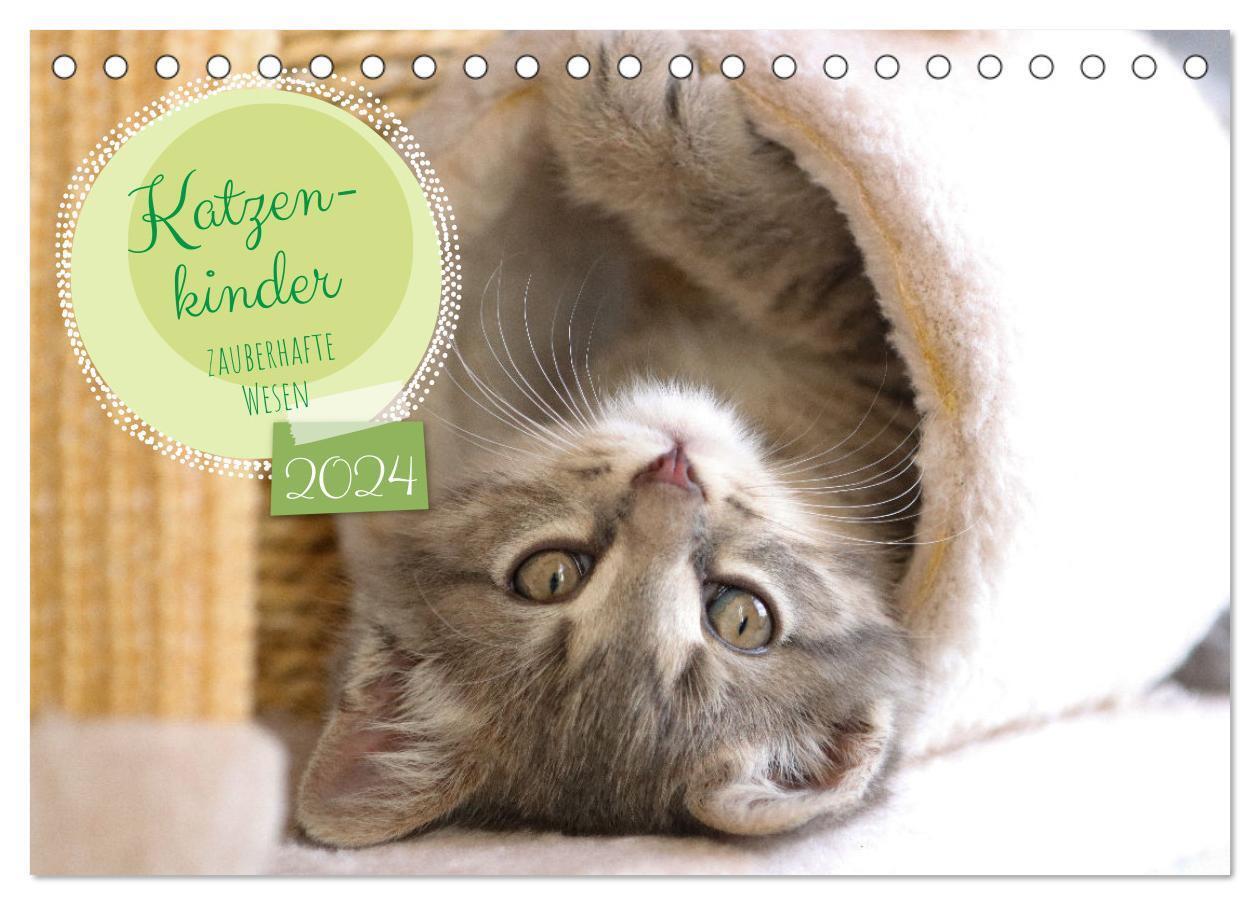 Cover: 9783675429772 | Katzenkinder - zauberhafte Wesen (Tischkalender 2024 DIN A5 quer),...