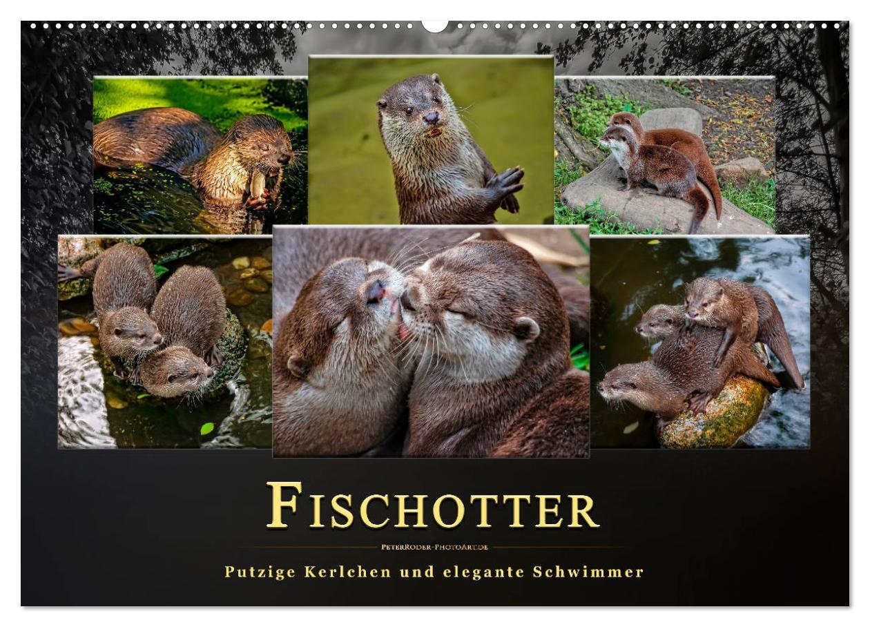 Cover: 9783435376353 | Fischotter - putzige Kerlchen und elegante Schwimmer (Wandkalender...