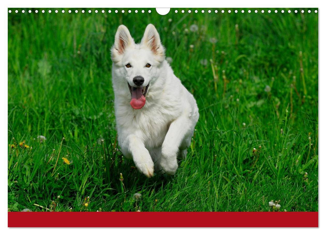 Bild: 9783435765560 | Weißer Schweizer Schäferhund (Wandkalender 2025 DIN A3 quer),...