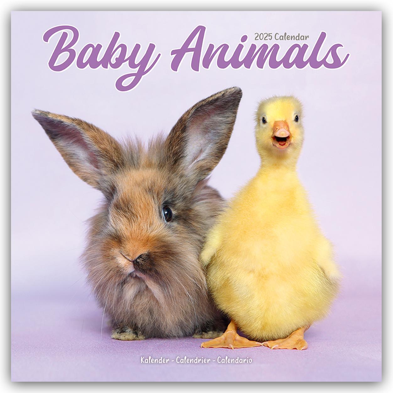 Cover: 9781804604212 | Baby Animals - Tierbabys 2025 - 16-Monatskalender | Ltd. | Kalender