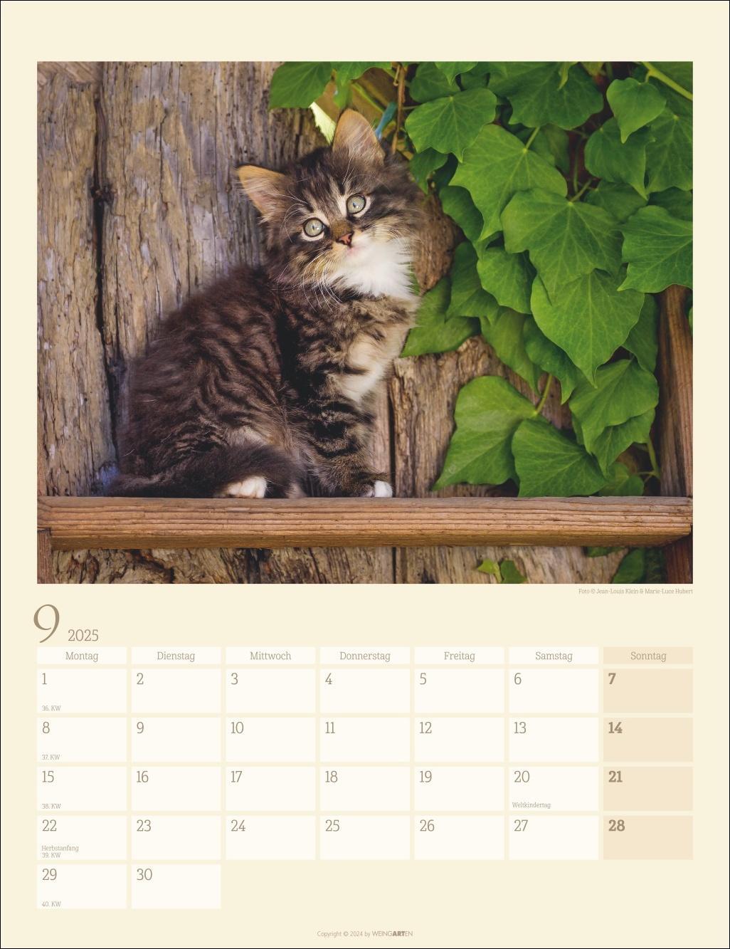Bild: 9783839900505 | Katzen auf dem Lande Kalender 2025 | Kalender | Spiralbindung | 14 S.