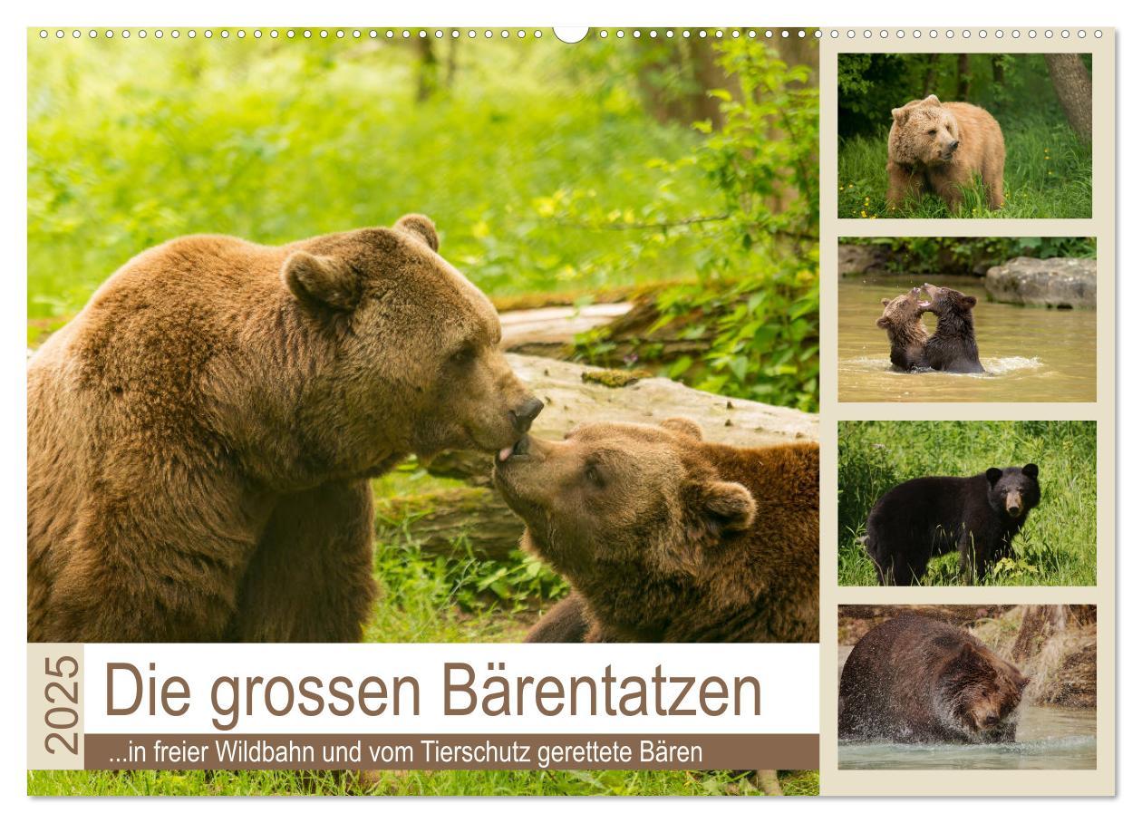 Cover: 9783435444434 | Die grossen Bärentatzen (Wandkalender 2025 DIN A2 quer), CALVENDO...