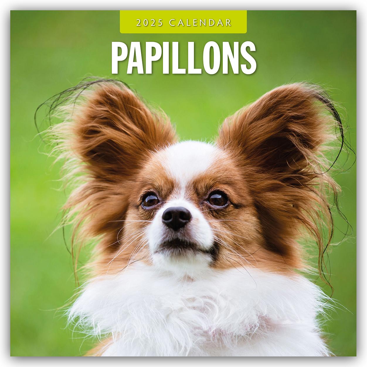 Cover: 9781804424926 | Papillons - Schmetterlingshund - Zwergspaniel 2025 - 16-Monatskalender