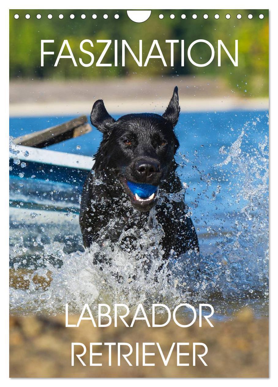 Cover: 9783383428708 | Faszination Labrador Retriever (Wandkalender 2024 DIN A4 hoch),...