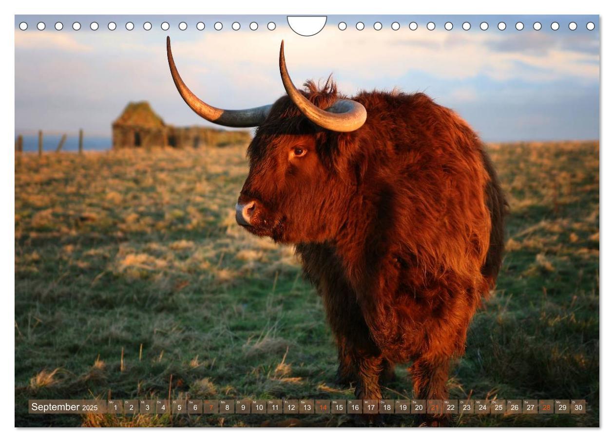 Bild: 9783435731640 | Schottische Hochlandrinder - Highland Cattle im Portrait...