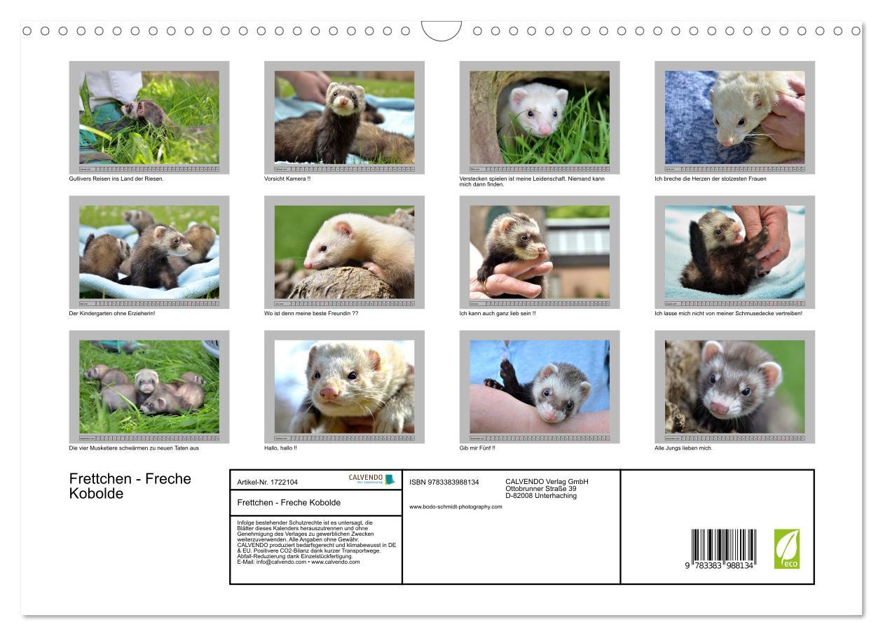 Bild: 9783383988134 | Frettchen - Freche Kobolde (Wandkalender 2025 DIN A3 quer),...