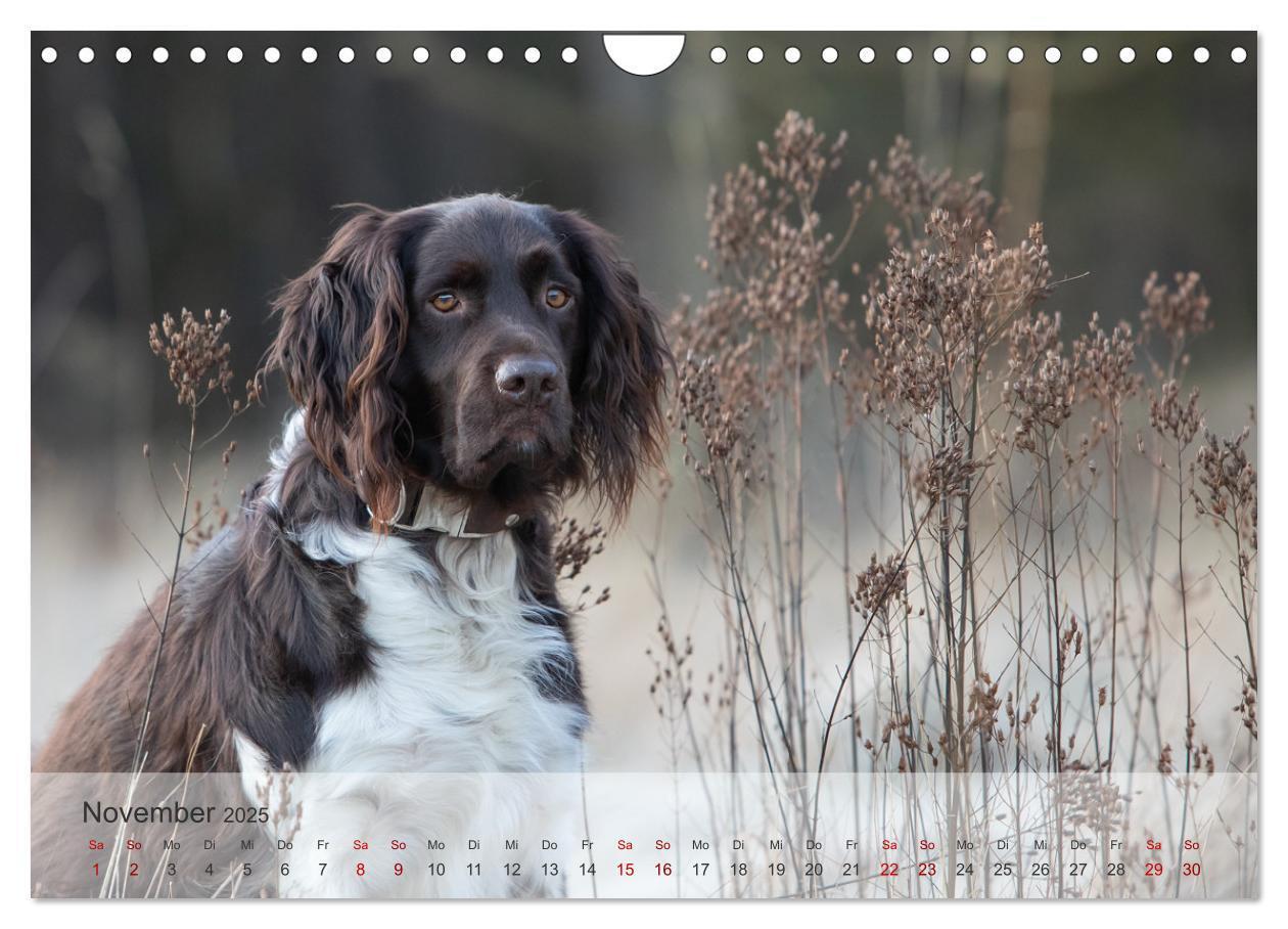 Bild: 9783457145685 | Der kleine Münsterländer (Wandkalender 2025 DIN A4 quer), CALVENDO...