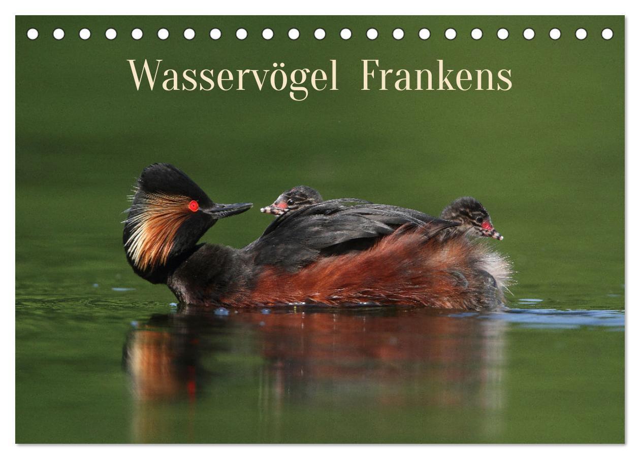 Cover: 9783383747755 | Wasservögel Frankens (Tischkalender 2024 DIN A5 quer), CALVENDO...