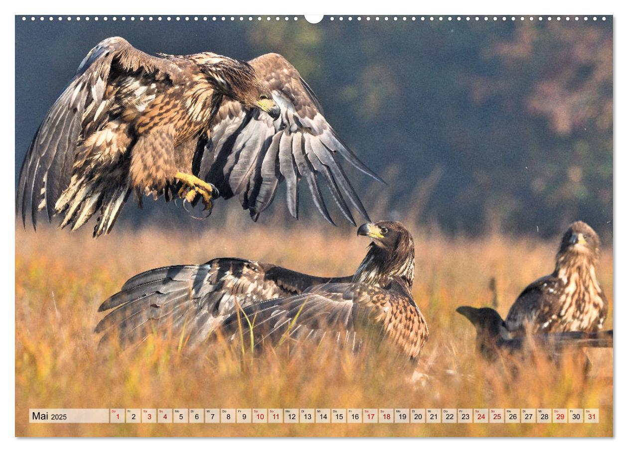 Bild: 9783435230105 | Majestätische Seeadler (Wandkalender 2025 DIN A2 quer), CALVENDO...