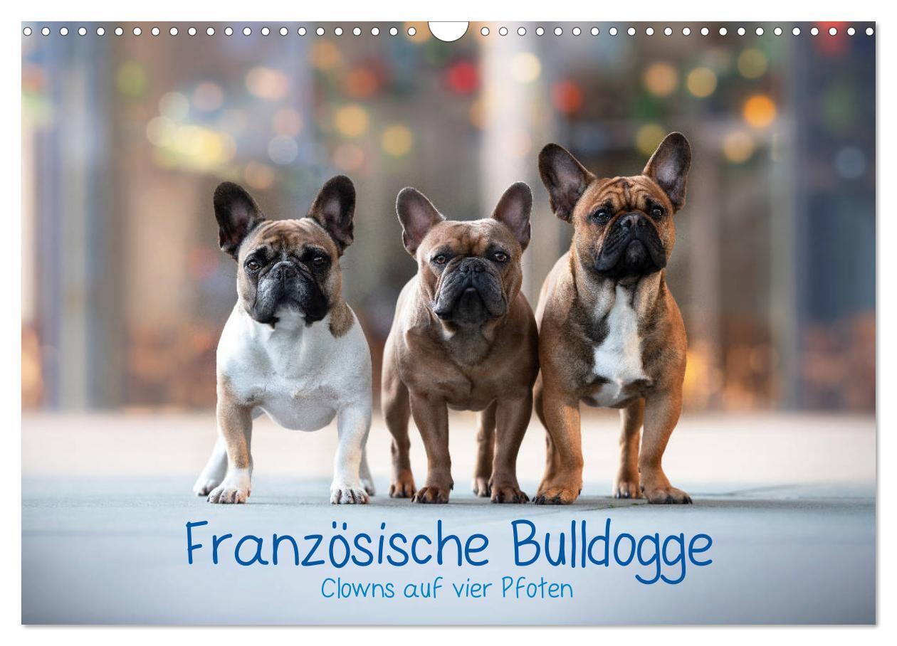 Cover: 9783675451735 | Französische Bulldogge - Clowns auf vier Pfoten (Wandkalender 2024...