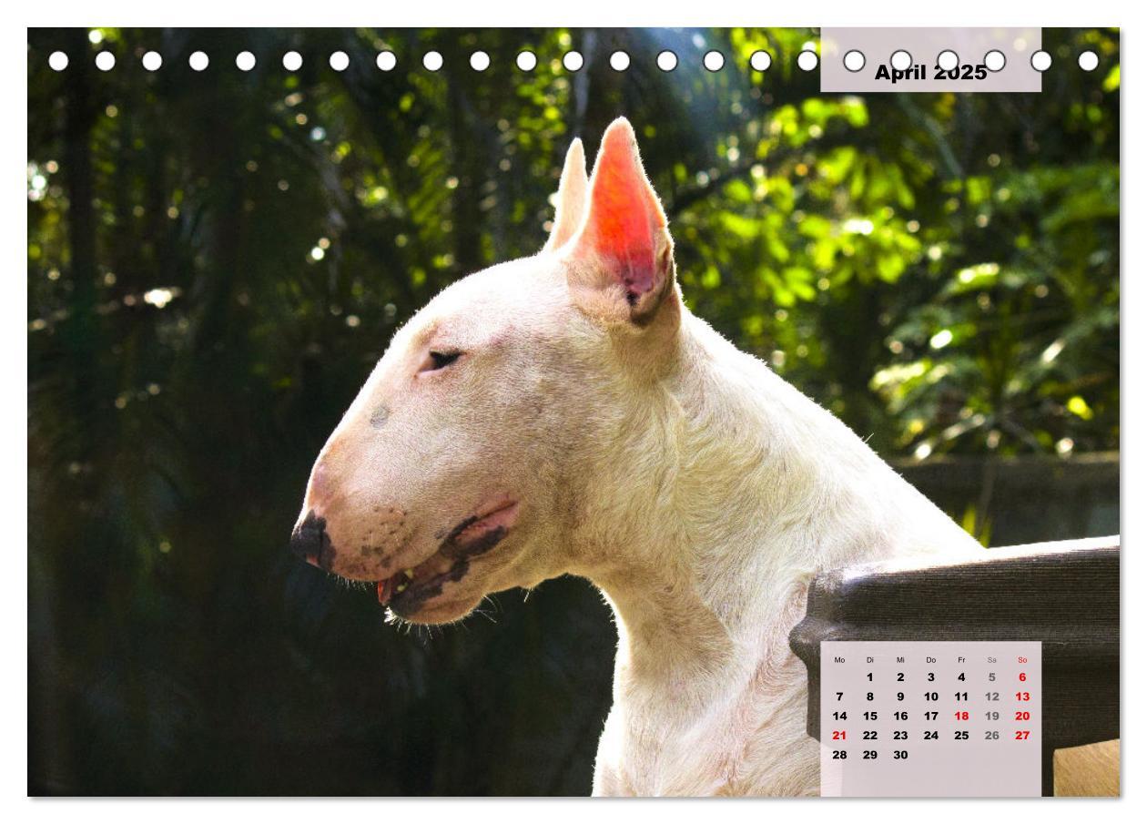 Bild: 9783383946813 | Bullterrier. Freudiges Wesen und Charakter (Tischkalender 2025 DIN...