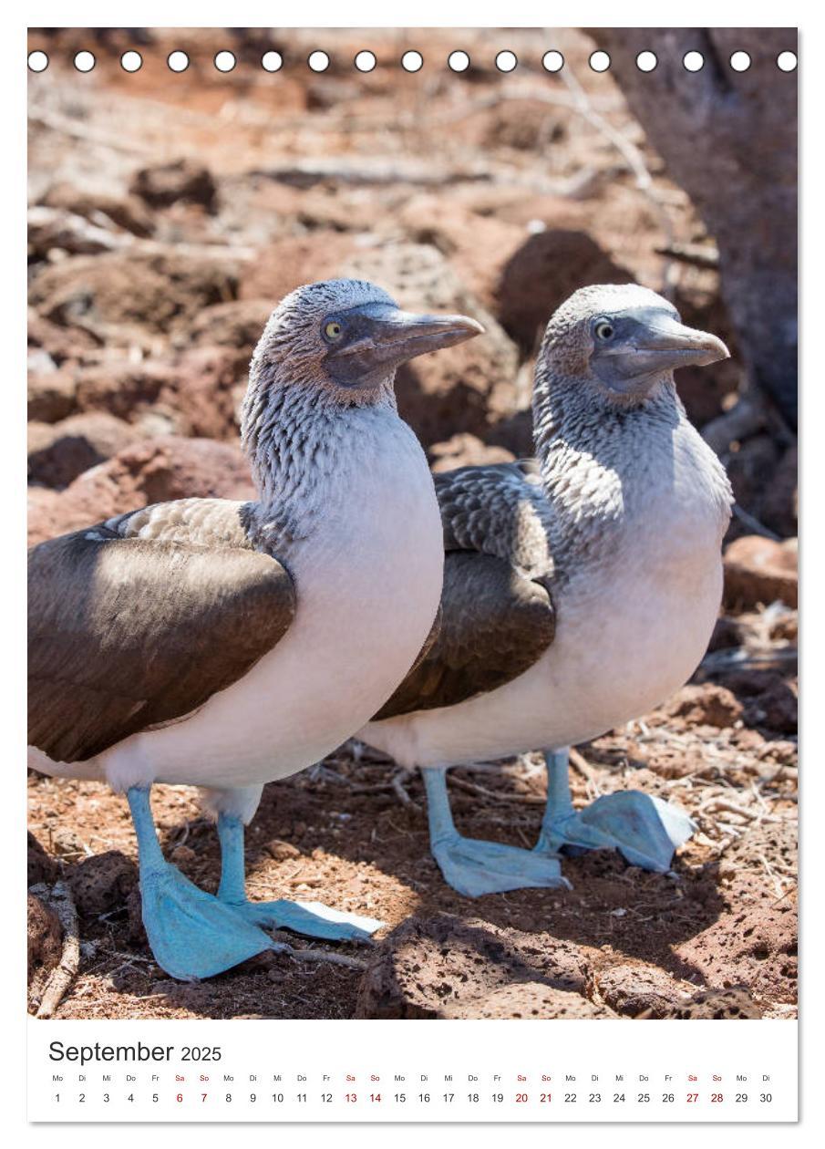 Bild: 9783435977918 | Galapagos - Atemberaubende Tierwelt (Tischkalender 2025 DIN A5...