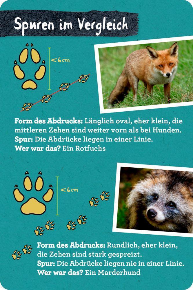 Bild: 9783649641285 | 50 Tierspuren | Barbara Wernsing | Taschenbuch | Nature Zoom | 52 S.