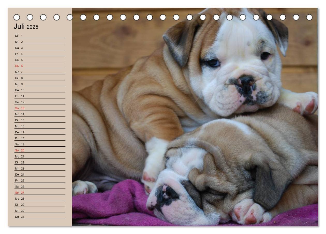 Bild: 9783435533602 | Bulldoggen-Kinder (Tischkalender 2025 DIN A5 quer), CALVENDO...