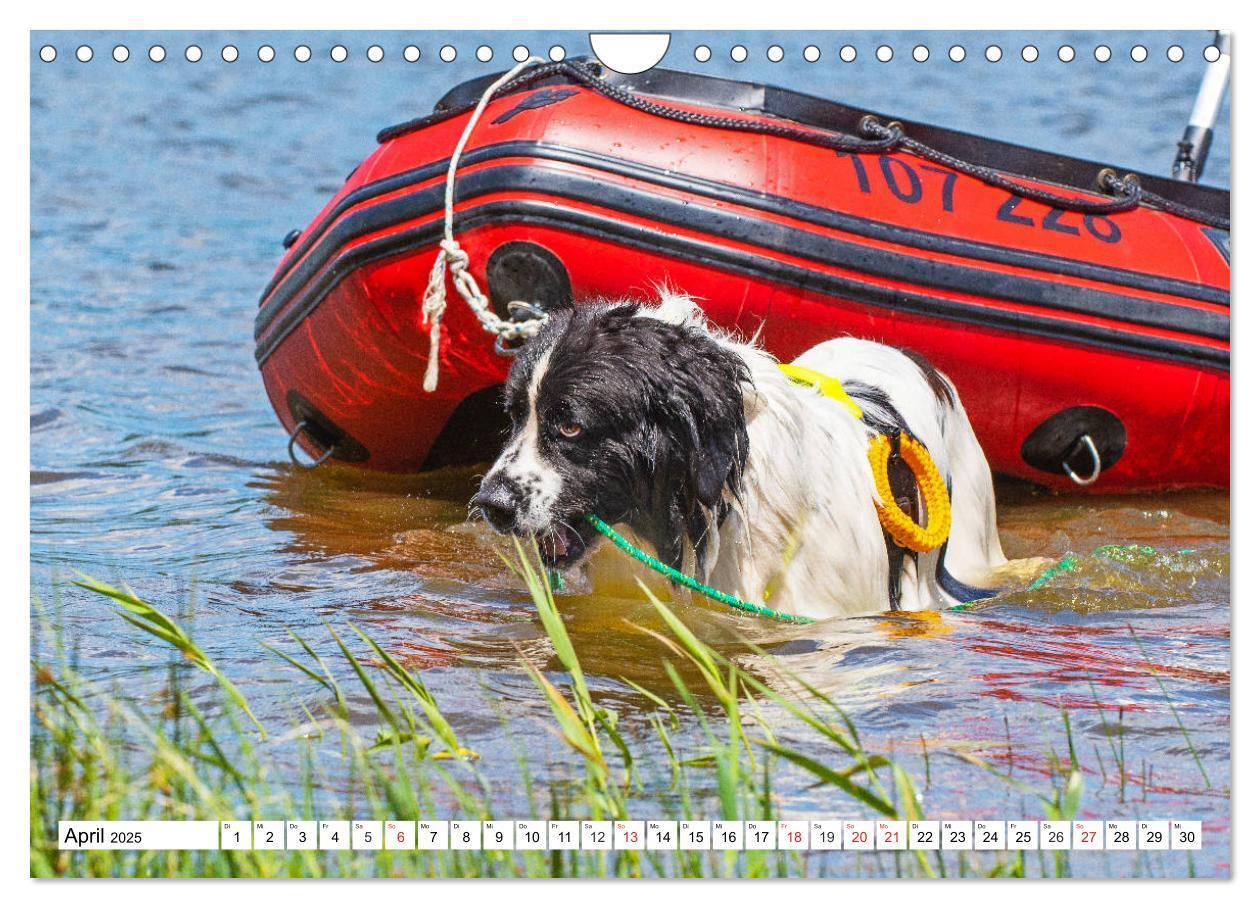 Bild: 9783435306251 | Landseer - Ein starker Freund auf 4 Pfoten (Wandkalender 2025 DIN...