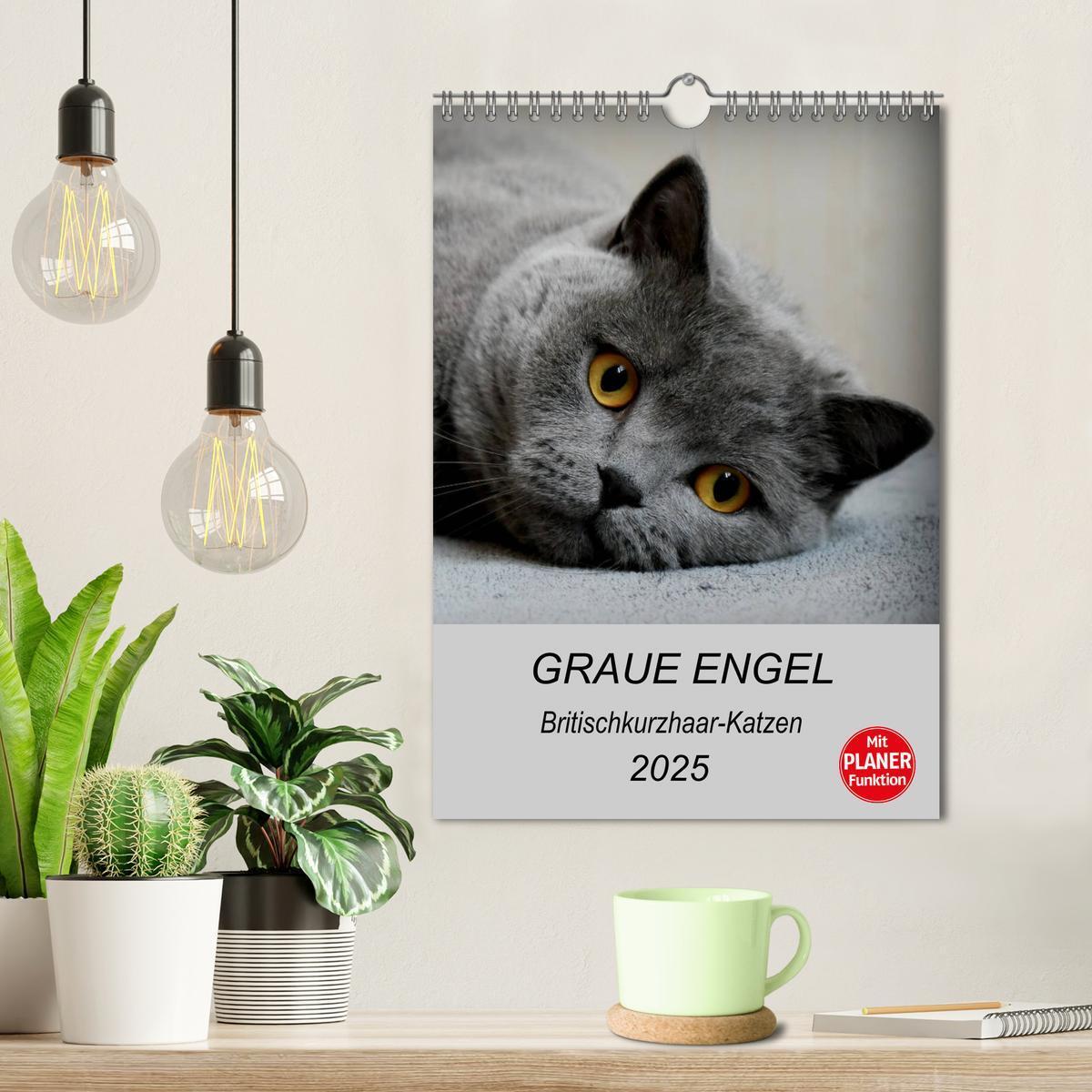 Bild: 9783435992621 | Graue Engel - Britischkurzhaar-Katzen (Wandkalender 2025 DIN A4...