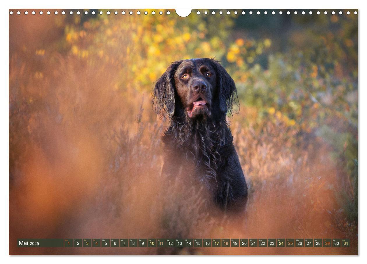 Bild: 9783383838477 | Jagdhund im Portrait - Deutsch Langhaar (Wandkalender 2025 DIN A3...