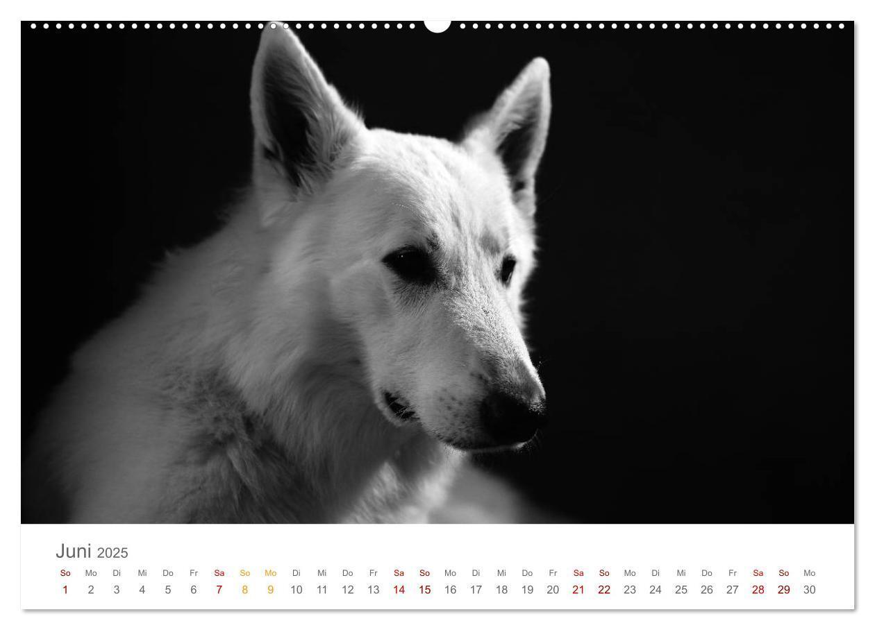 Bild: 9783435434213 | Hundeportraits Fine Art (Wandkalender 2025 DIN A2 quer), CALVENDO...