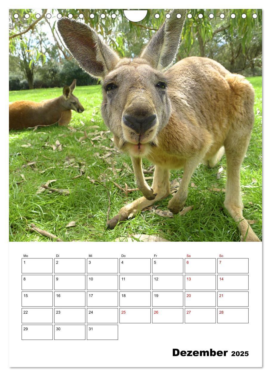 Bild: 9783435932603 | Australiens faszinierende Tierwelt (Wandkalender 2025 DIN A4 hoch),...