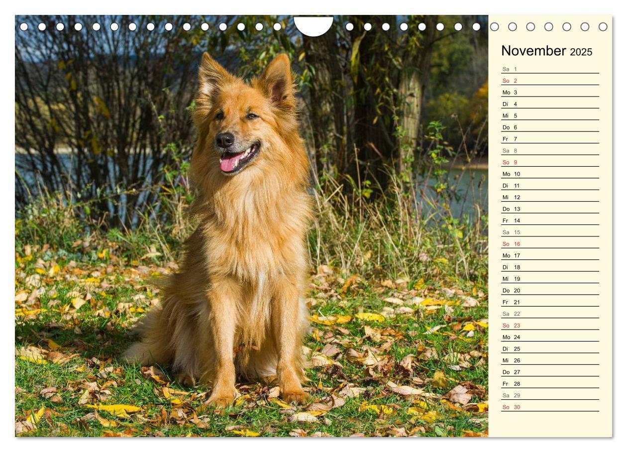 Bild: 9783435541935 | Altdeutsche Hütehunde - Fast vergessen (Wandkalender 2025 DIN A4...