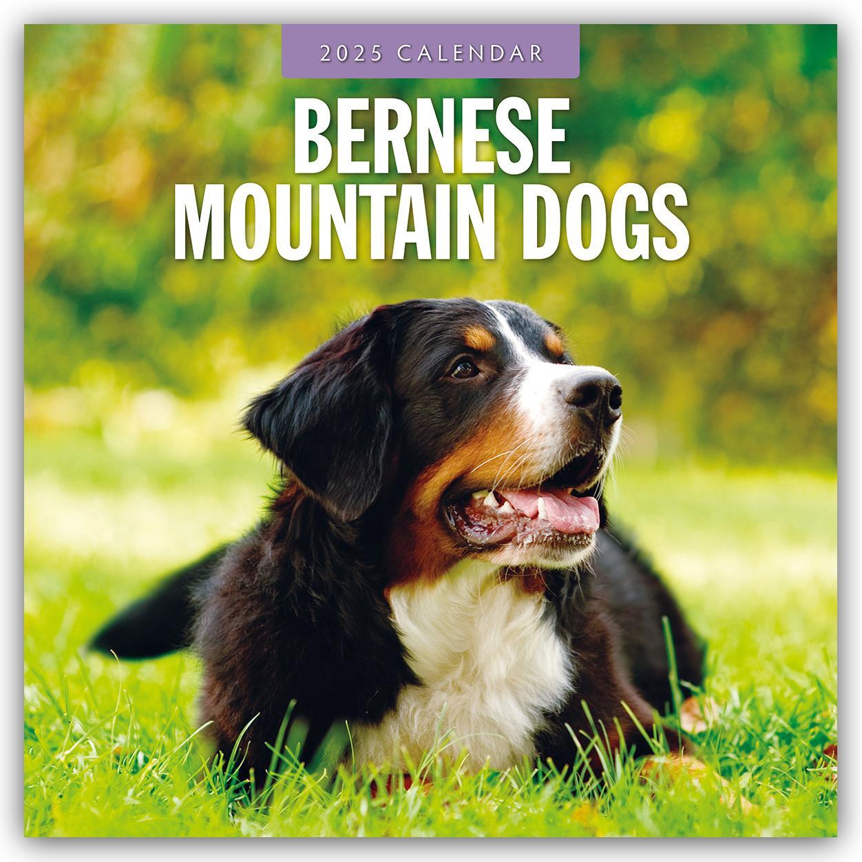 Cover: 9781804424285 | Bernese Mountain Dog - Berner Sennenhund 2025 - 16-Monatskalender