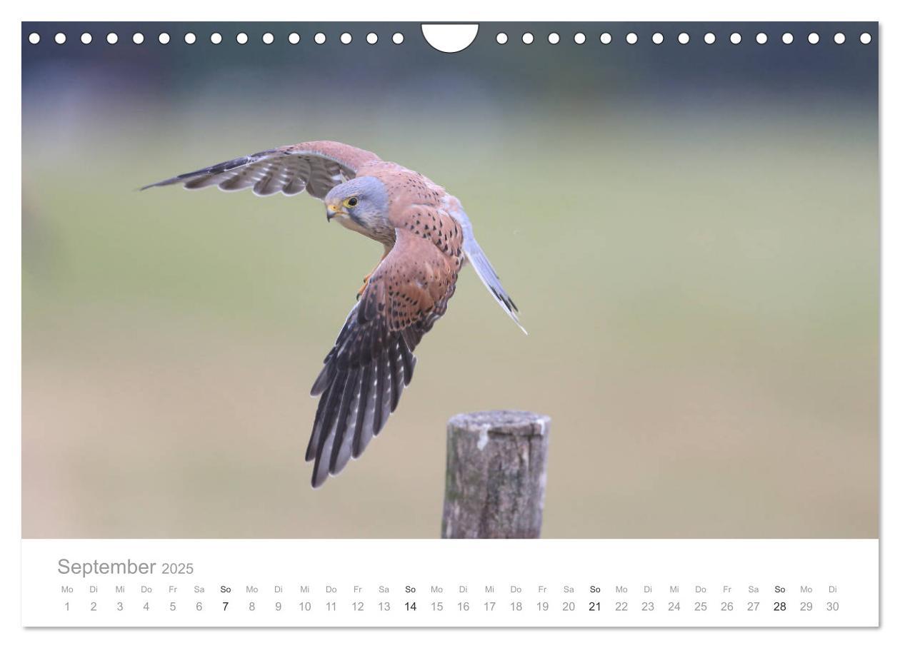 Bild: 9783435180240 | Vögel in Ost- und Norddeutschland 2025 (Wandkalender 2025 DIN A4...