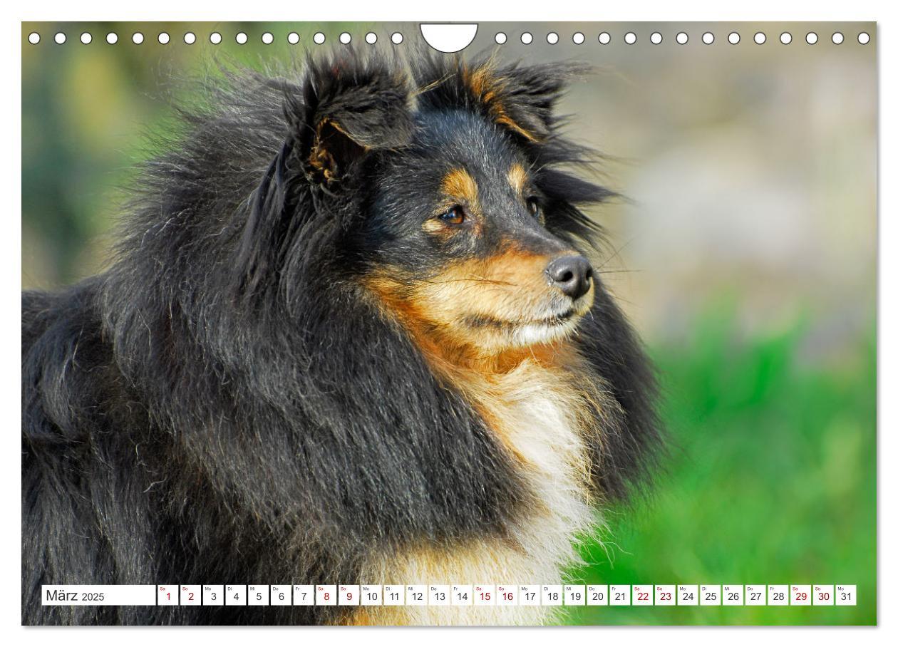 Bild: 9783457169902 | Sheltie - Ein Stück vom Glück (Wandkalender 2025 DIN A4 quer),...