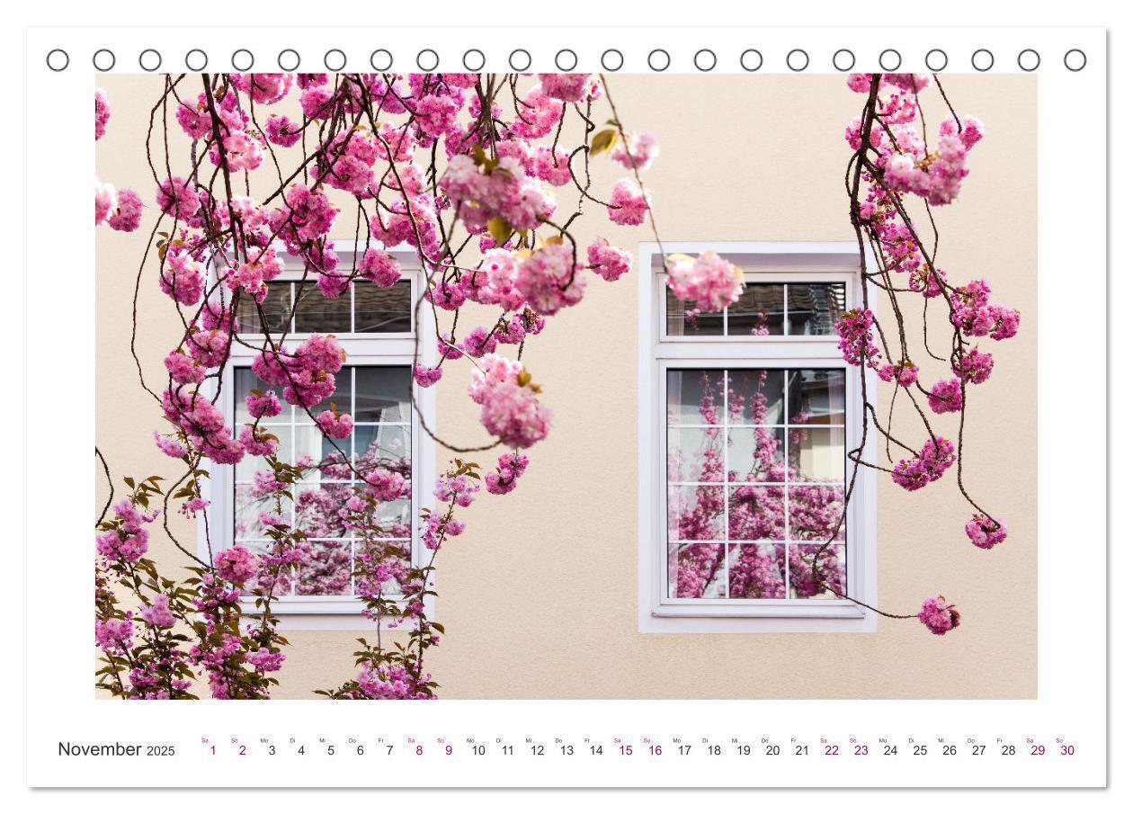 Bild: 9783457127889 | Japanische Kirschblüte in Bonn (Tischkalender 2025 DIN A5 quer),...