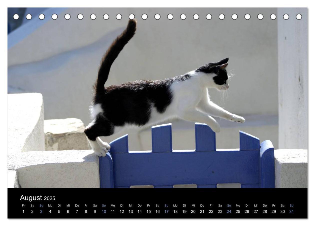 Bild: 9783435677405 | Katzensprung (Tischkalender 2025 DIN A5 quer), CALVENDO Monatskalender