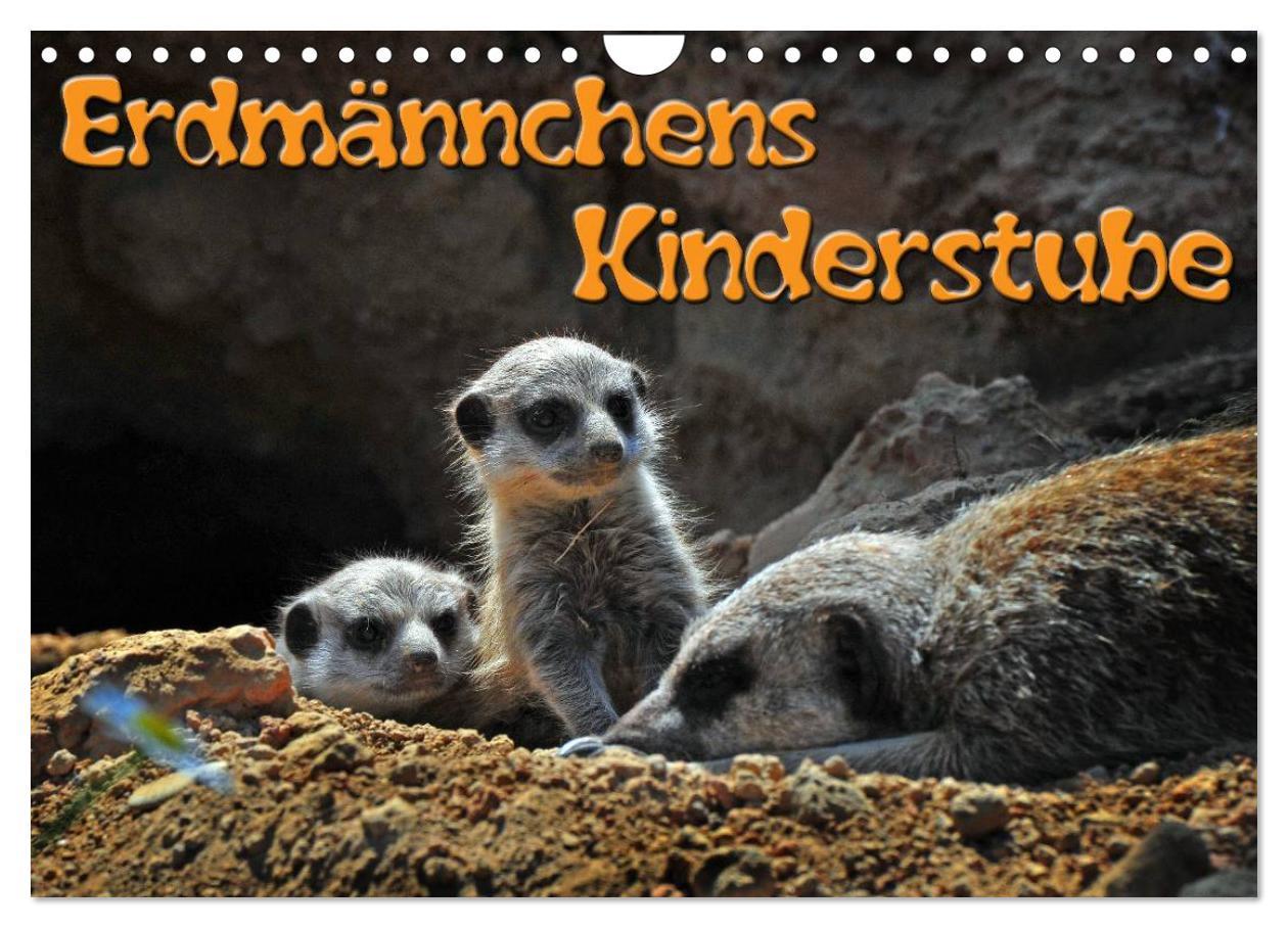 Cover: 9783435593569 | Erdmännchens Kinderstube (Wandkalender 2025 DIN A4 quer), CALVENDO...