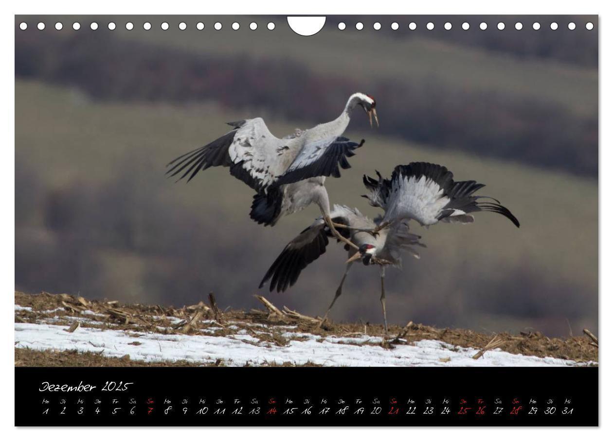 Bild: 9783435817054 | Kraniche - Vögel des Glücks (Wandkalender 2025 DIN A4 quer),...