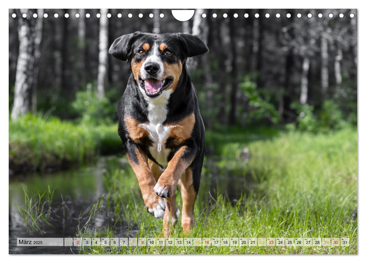 Bild: 9783457198957 | Entlebucher - Temperamentvolle Schweizer Sennenhunde (Wandkalender...