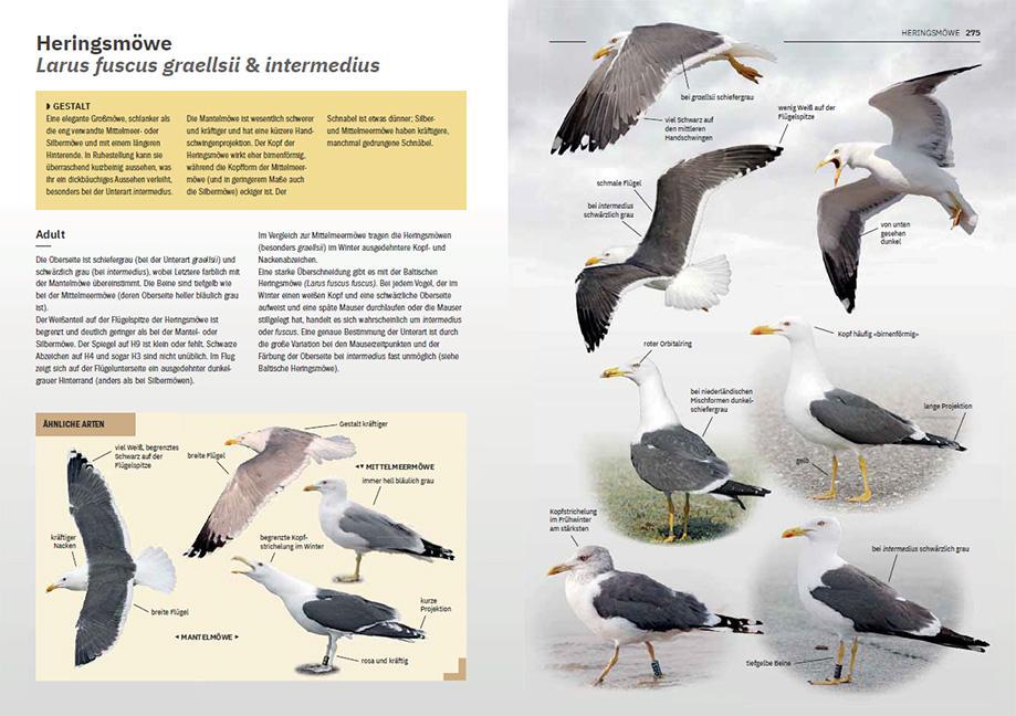 Bild: 9783258083537 | Die Möwen Europas, Nordafrikas und Vorderasiens | Adriaens (u. a.)