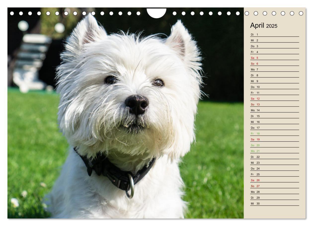 Bild: 9783383867705 | WEST HIGHLAND WHITE TERRIER - DER WESTIE - EIN HUND MIT CHARISMA...