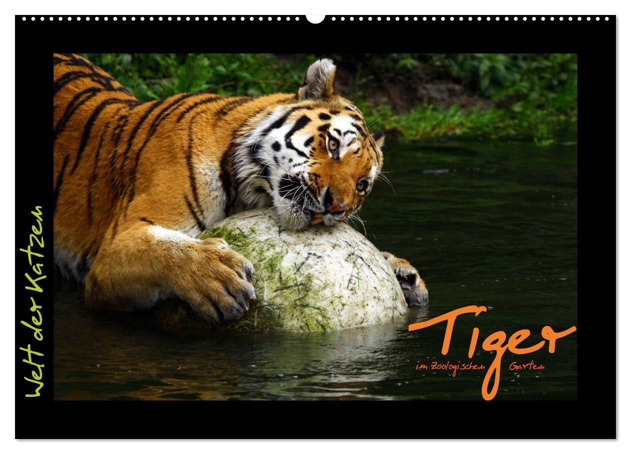 Cover: 9783675478688 | Welt der Katzen - Tiger (Wandkalender 2024 DIN A2 quer), CALVENDO...