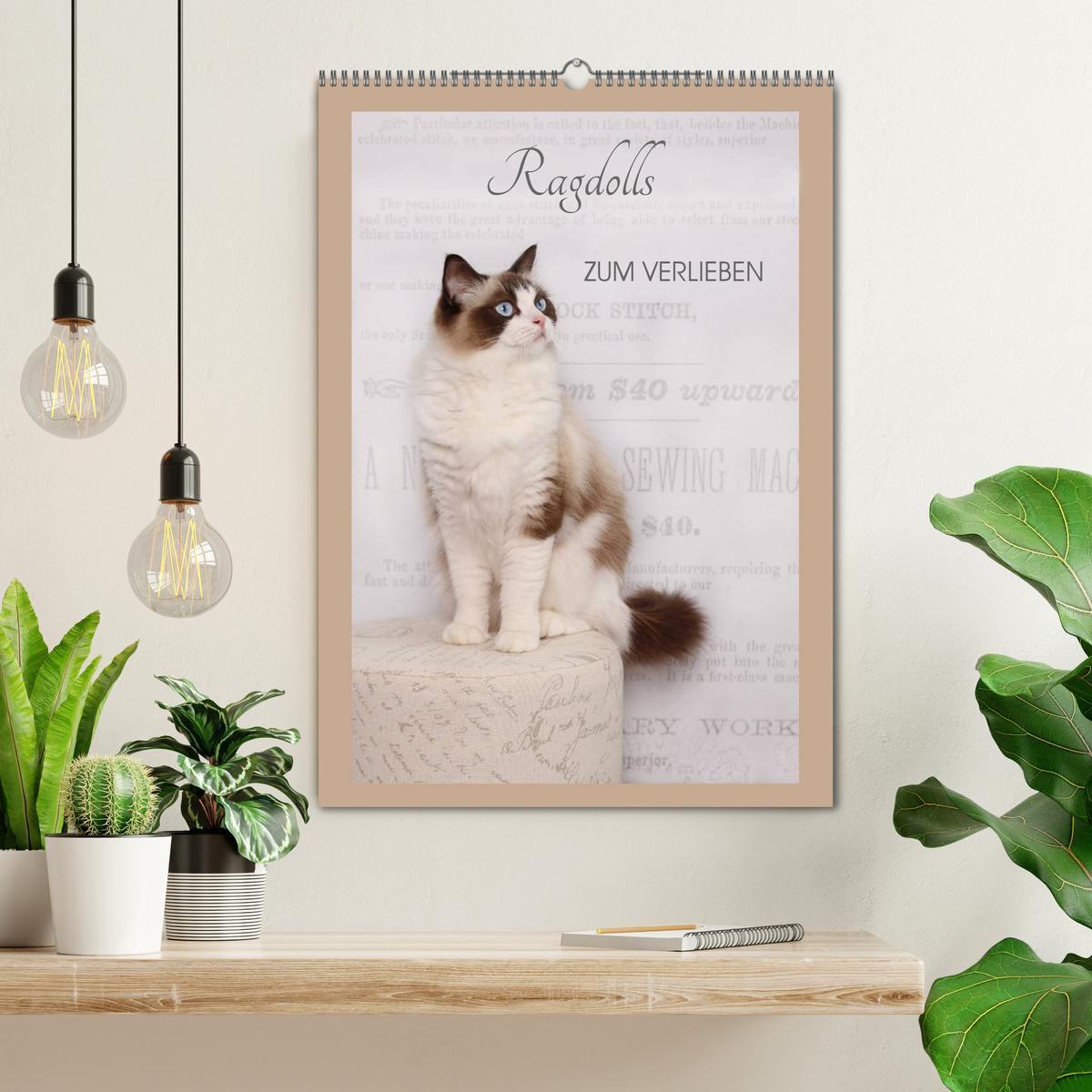 Bild: 9783457012505 | Ragdolls zum Verlieben (Wandkalender 2025 DIN A2 hoch), CALVENDO...