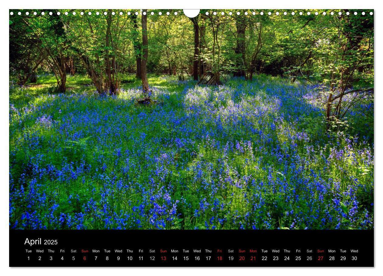 Bild: 9781325951734 | New Forest Hampshire (Wall Calendar 2025 DIN A3 landscape),...