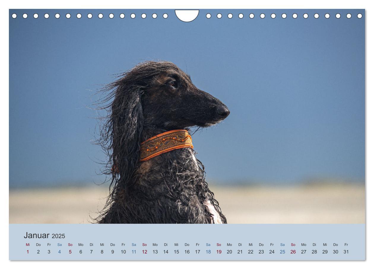 Bild: 9783435413706 | AFGHANISCHE WINDHUNDE 2025 (Wandkalender 2025 DIN A4 quer),...