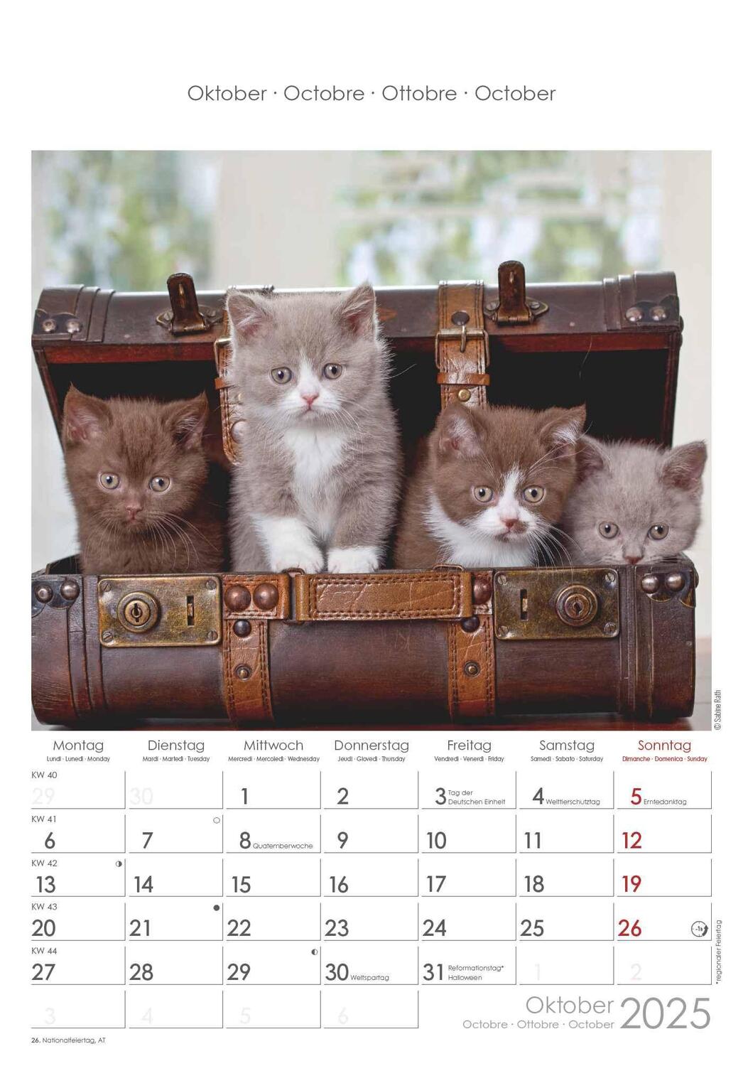 Bild: 4251732341015 | Katzen 2025 - Bildkalender 23,7x34 cm - Kalender mit Platz für...