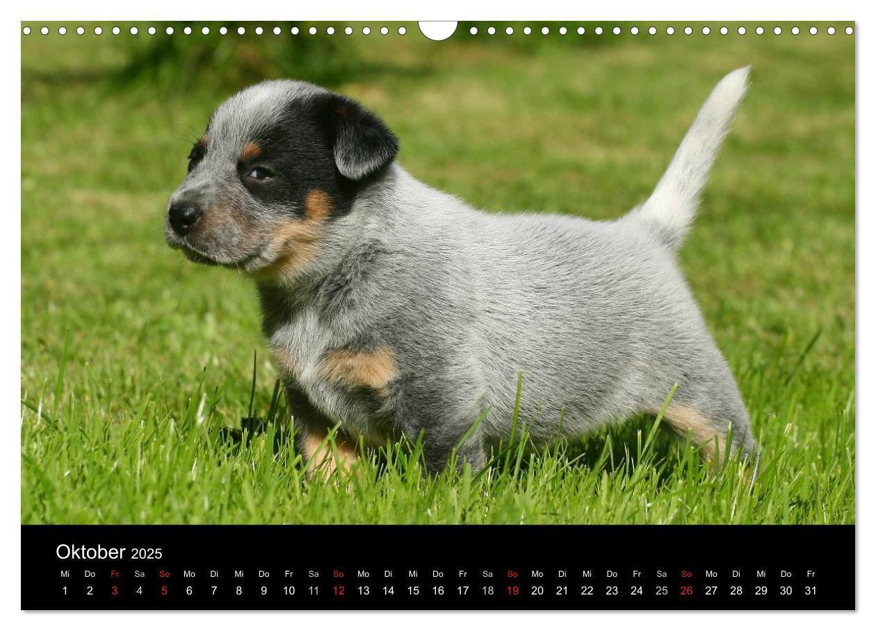 Bild: 9783435749539 | Australian Cattle Dog Welpen (Wandkalender 2025 DIN A3 quer),...