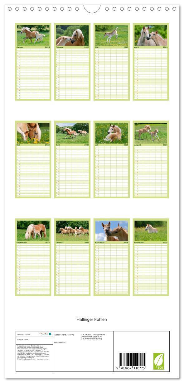 Bild: 9783457110775 | Familienplaner 2025 - Haflinger Fohlen mit 5 Spalten (Wandkalender,...