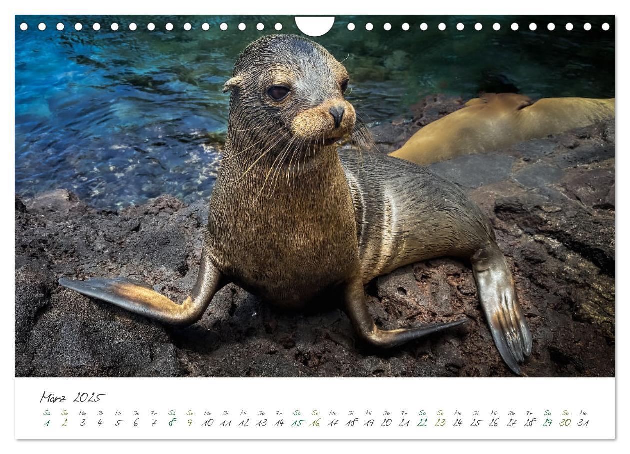 Bild: 9783383854200 | Wildes Galapagos - Die Tiere der Galapagos Inseln (Wandkalender...