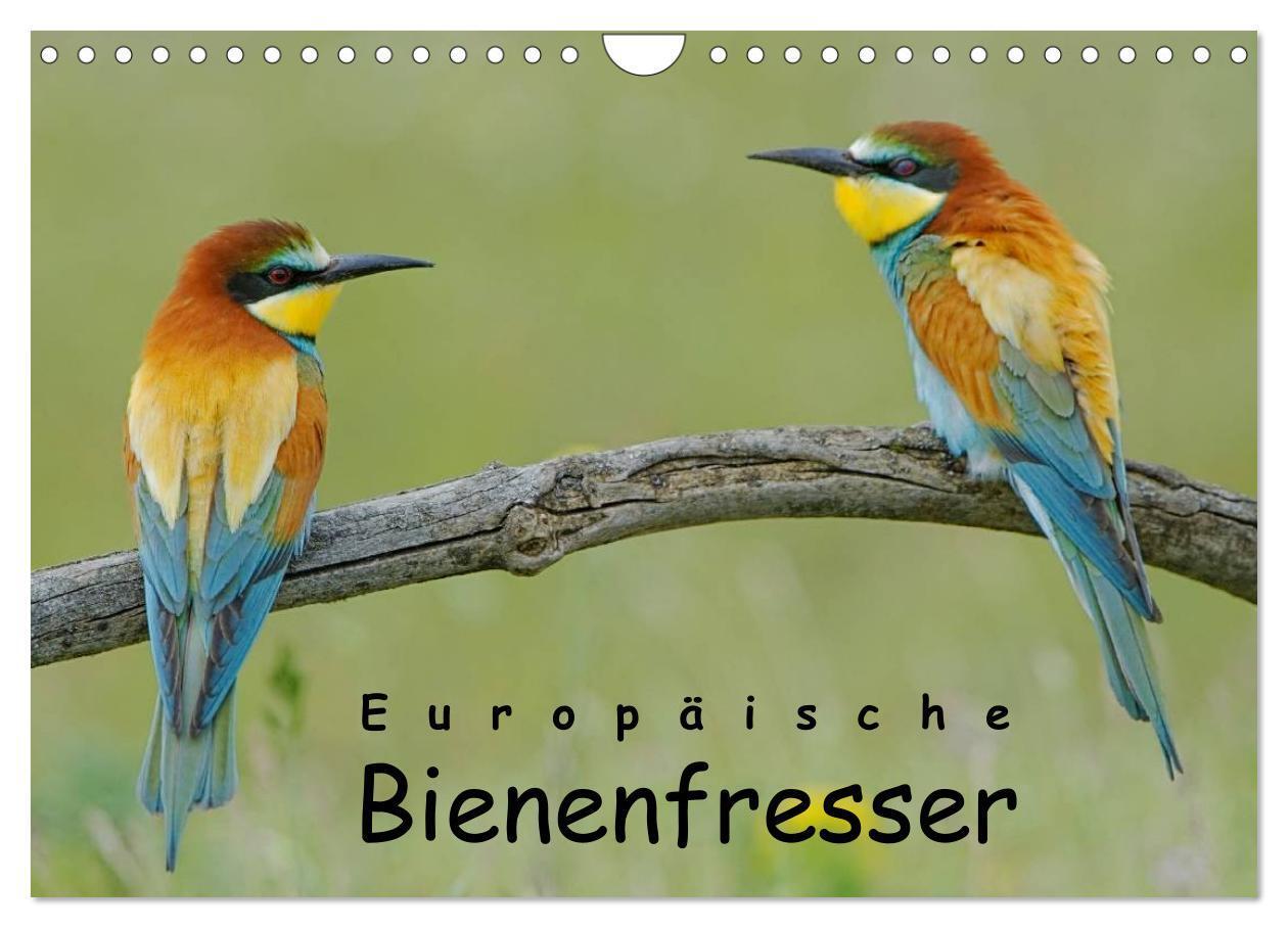 Cover: 9783435700837 | Europäische Bienenfresser (Wandkalender 2025 DIN A4 quer), CALVENDO...