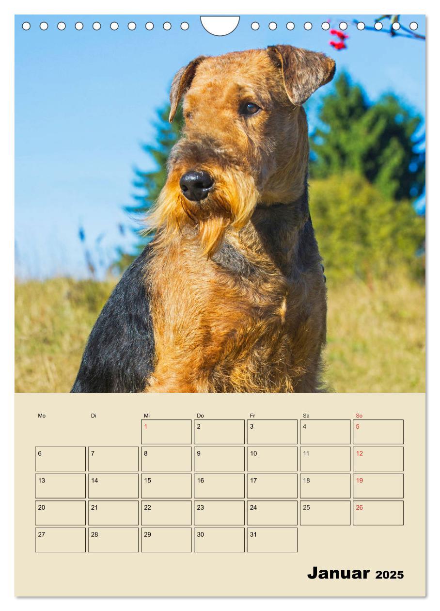 Bild: 9783435960866 | Airedale Terrier - Temperament auf 4 Pfoten (Wandkalender 2025 DIN...