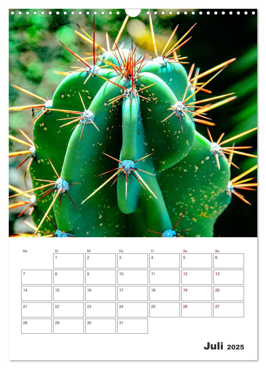 Bild: 9783435890194 | Dornige Schönheiten - Kakteen und Sukkulenten (Wandkalender 2025...