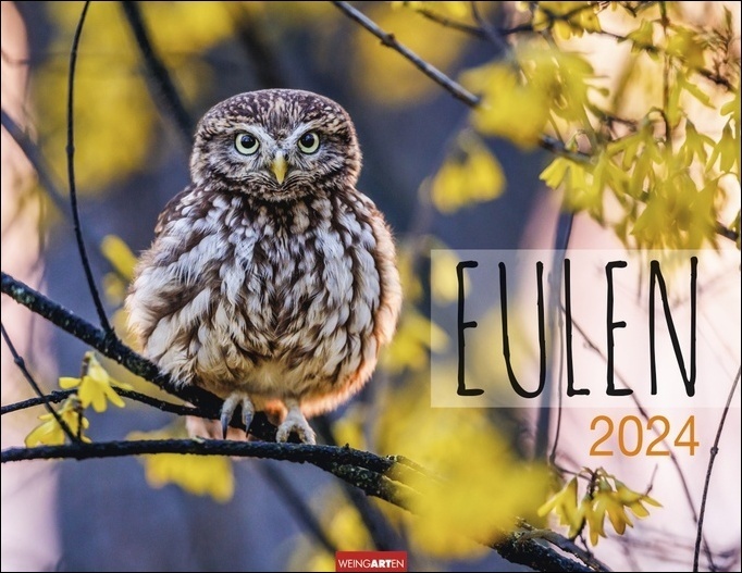 Cover: 9783840085383 | Eulen Kalender 2024. Beeindruckende Aufnahmen der schönen...